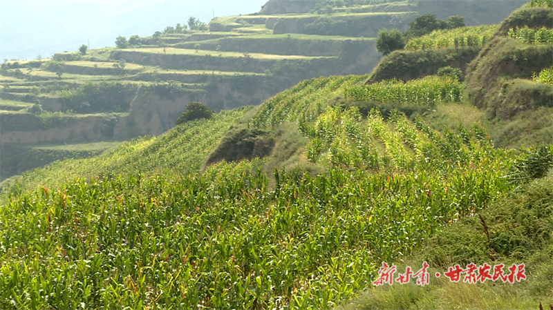 麦积区渭南镇：玉米大豆“做邻居” 一分耕耘两份收获