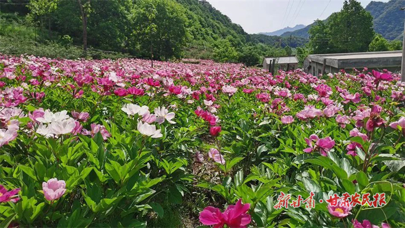 打出产业组合拳 走出发展新路子——天水市麦积区东岔镇桃花坪村产业发展扫描