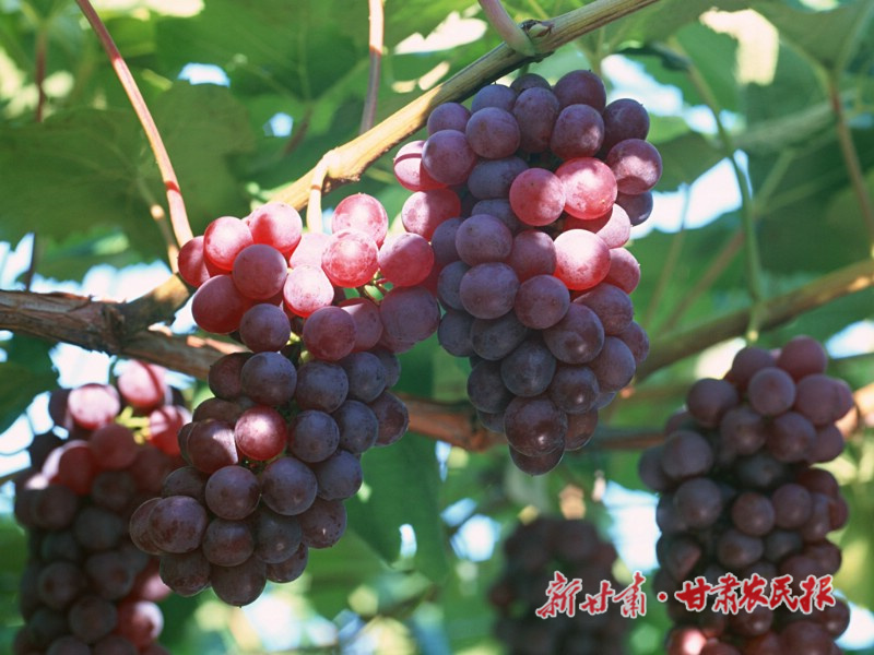 庆城：“甜蜜产业”助增收