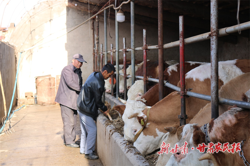 临洮：抓好“牛”产业 过上“牛”日子