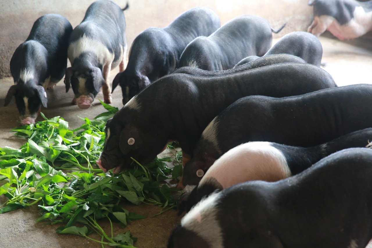 治疗猪腹泻有啥好办法