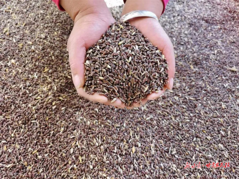 肃州区：黑小麦收获“新生活”
