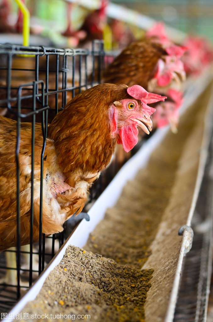 禽病防治“四宜四忌”