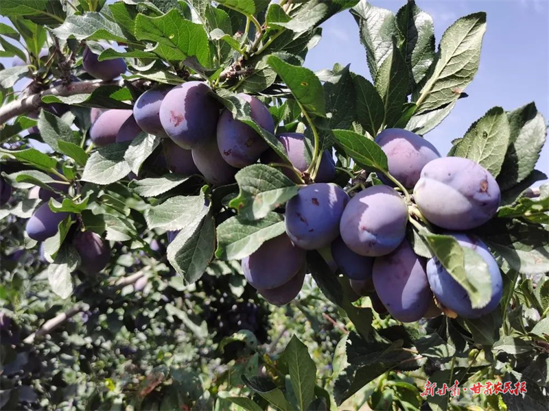 肃州区：栽下“幸福树”，结出“致富果”