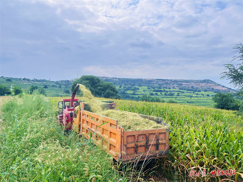 崇信：玉米秸秆变身增收“香饽饽”