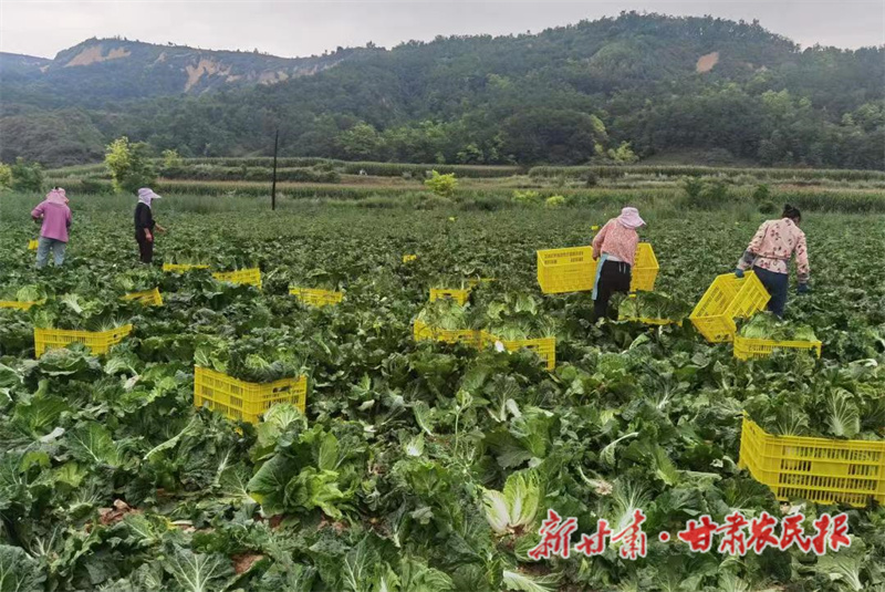 正宁： 田间采收忙 产业结硕果