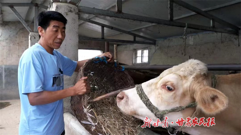 灵台：牛产业让乡村振兴有“犇”头