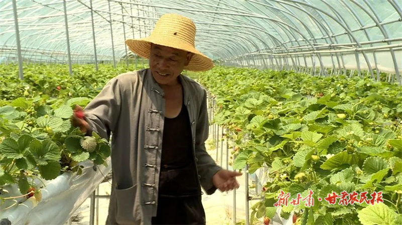 麦积区党川镇：甜蜜来袭！开启秋季“莓”好时光