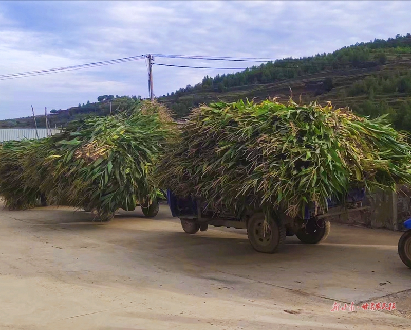 静宁县四河镇：订单农业为民致富增收“保驾护航”