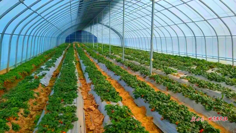 崇信县：大棚复种探新路 “二茬”种植再生金