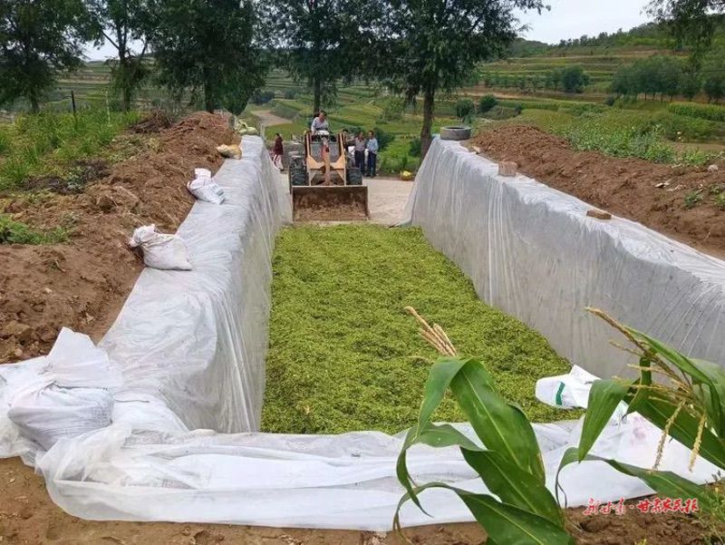 静宁县全面启动玉米秸秆青贮工作