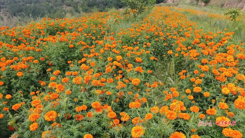 崇信：乡村游奏响“振兴曲”