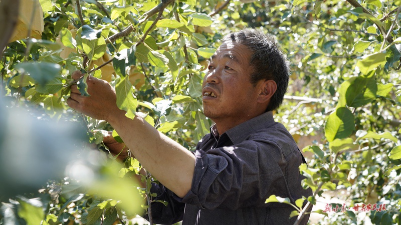 静宁：金果红 美了村庄富了农