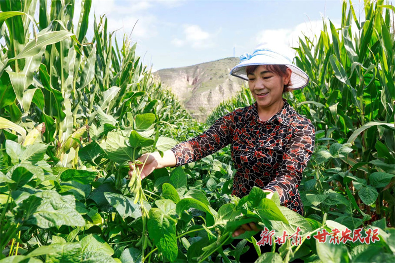 大豆玉米带状复合种植基地