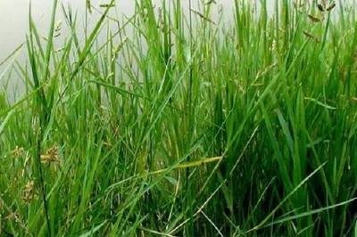 玉米田不能这样使用除草剂