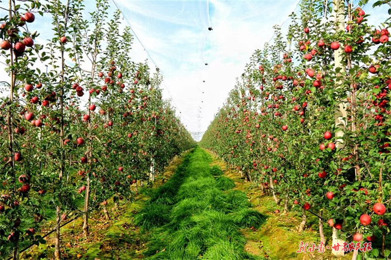 崇信：苹果红透日子甜