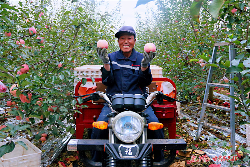 崇信：苹果园里“画”丰收