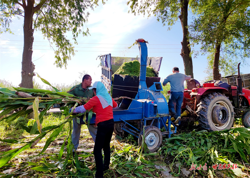 崇信：饲草玉米收割忙 金秋庆丰景象美