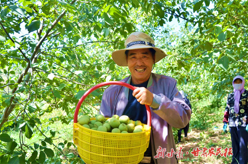 崇信  经济林里结出“致富果”
