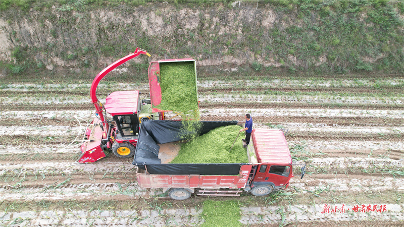 静宁：玉米秸秆青贮奏响秋收序曲