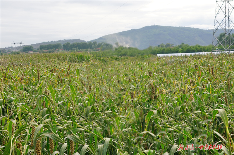 电商引领跑出致富加速度