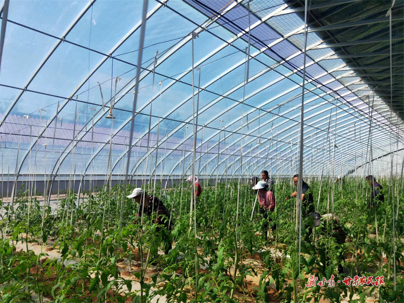 崇信：二茬蔬菜抢种忙