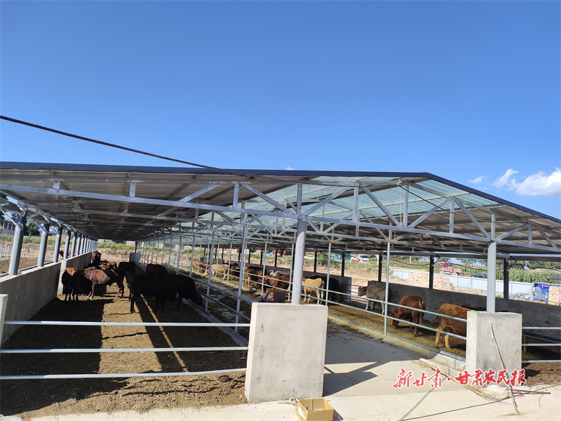 崇信县：肉牛养殖小区 “牛气冲天”开新局