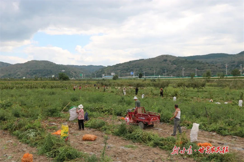 静宁：威戎新区冷链物流项目助力乡村振兴“加速跑”