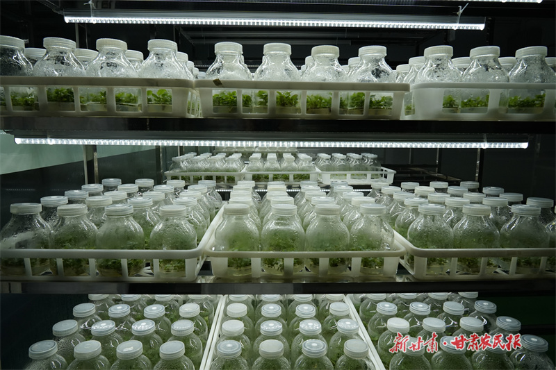 ​静宁：建成年产200万株优质脱毒苹果苗木快繁组培中心