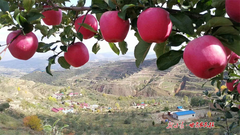 静宁：苹果翘枝头 又是一年好“丰”景