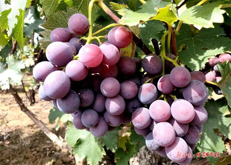麦积区石佛镇：甜葡萄搭起村民“致富桥”