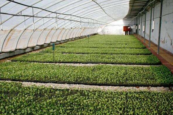 秋茬蔬菜 四点入手抓管理