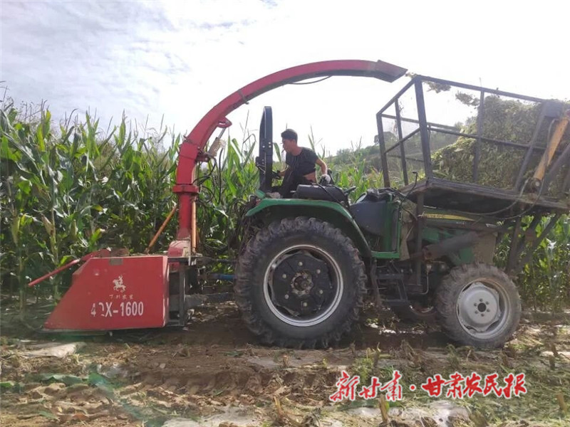 静宁：抢抓时机全面推进饲草玉米青贮工作