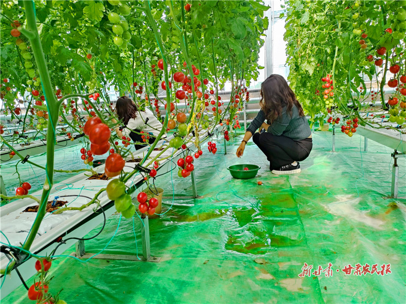 崇信：樱桃番茄丰收采摘忙