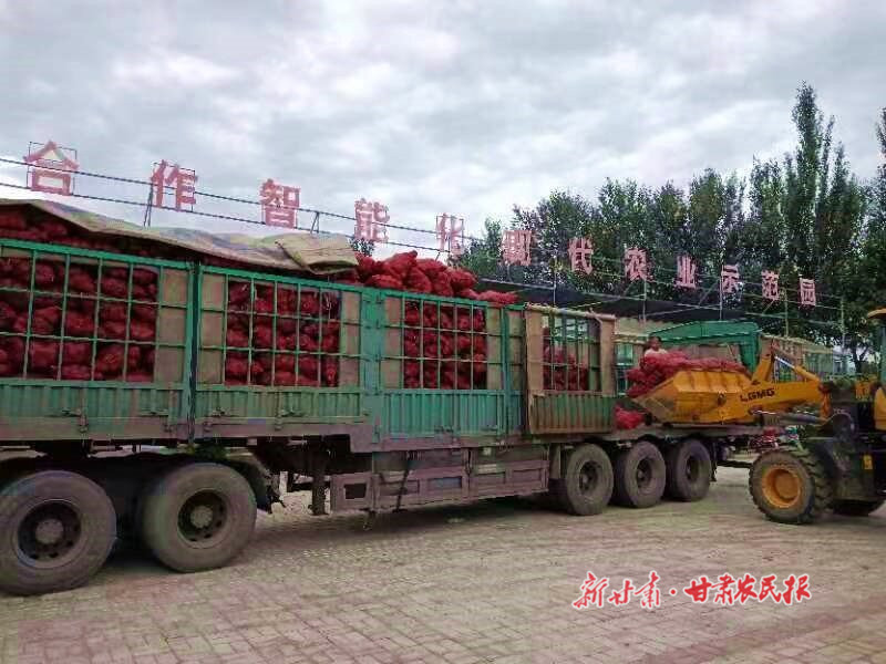 崇信：迷你小南瓜变致富“金元宝”