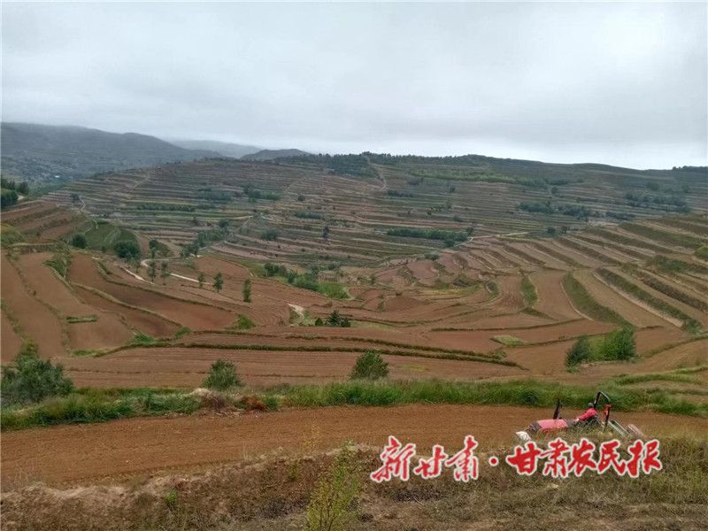 静宁红寺镇：秋收秋播如火如荼进行