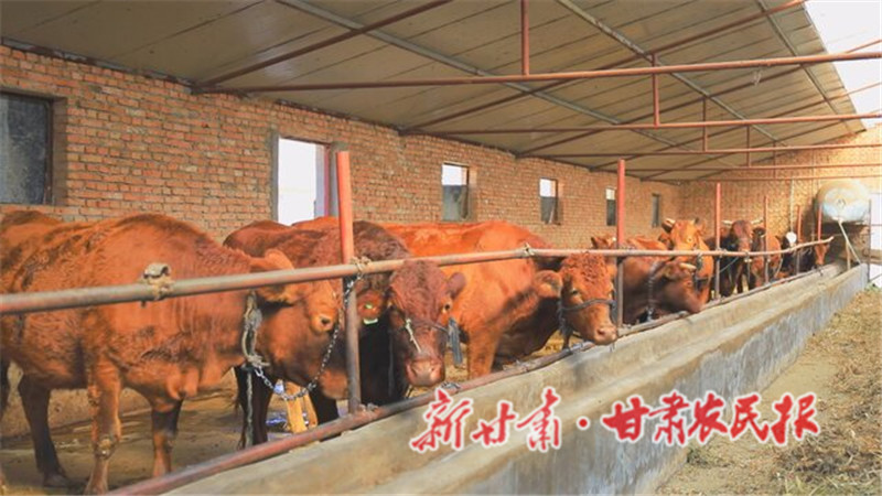 崇信：“牛人”养牛有牛劲