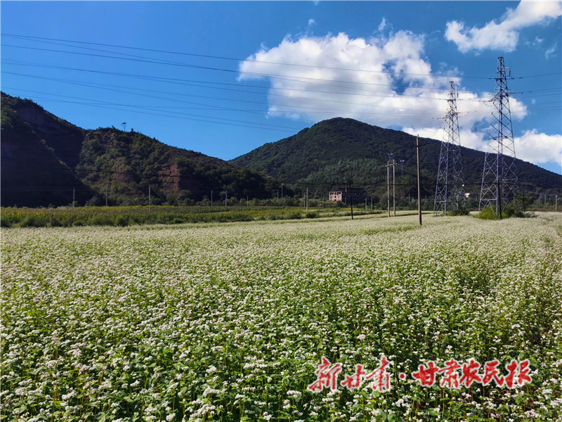 崇信：绿色“小杂粮” 致富“金庄稼”