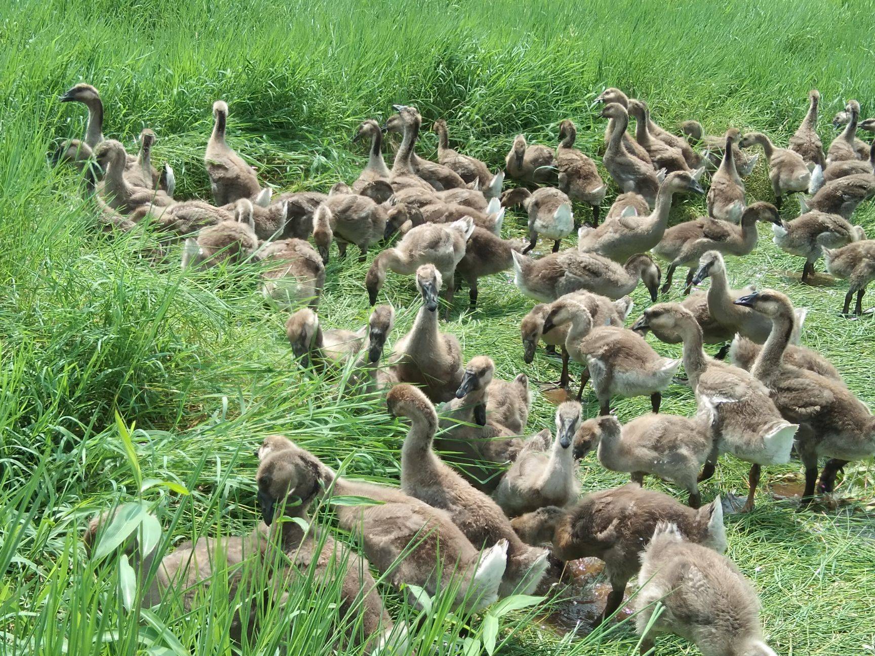 五招提高种鹅繁殖性能