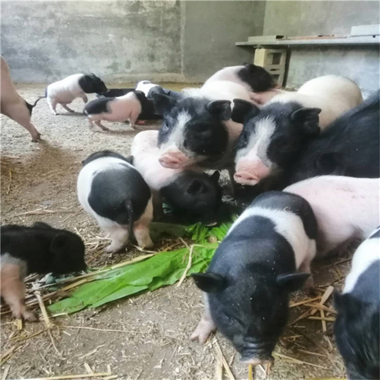 食盐在养猪方面的妙用