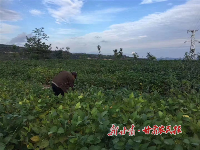 崇信：青绿毛豆飞上云端
