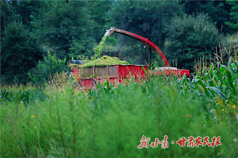 崇信：撂荒地变“黄金田”