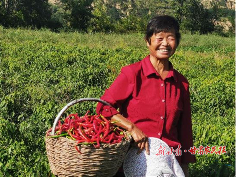 宁县：小辣椒映红好日子