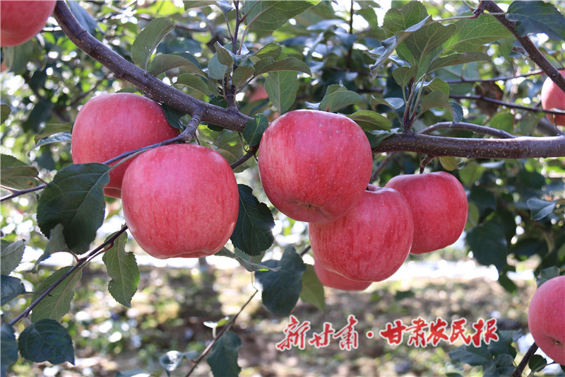 崇信：苹果俏枝头 一派好“丰”景