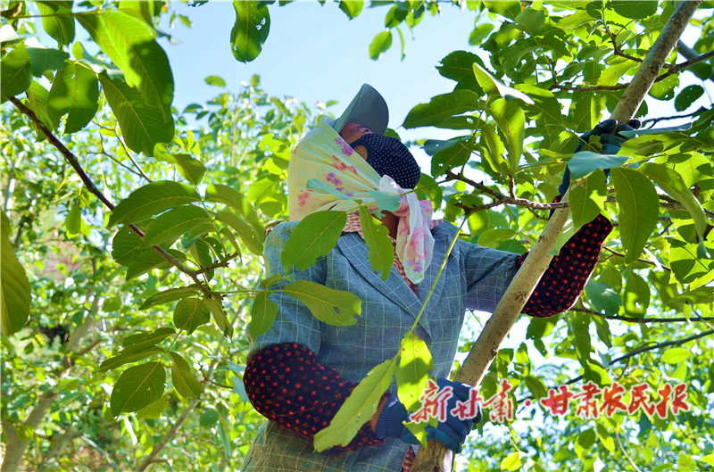 崇信：核桃丰收“钱”景好
