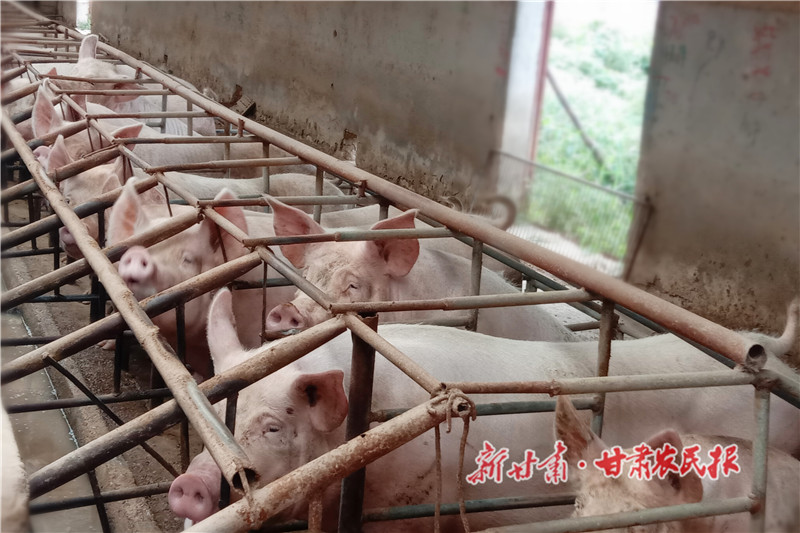崇信：生猪产业激活乡村振兴“新引擎”