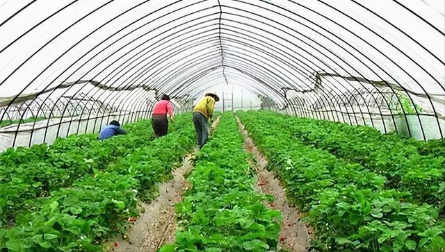 做好八个到位 培育蔬菜健康壮苗