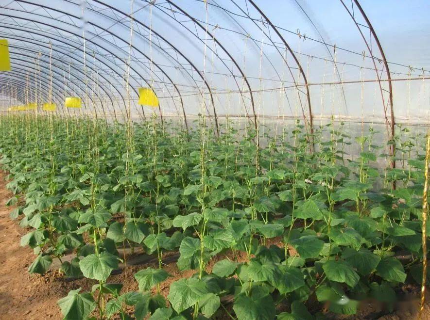 这样追肥 棚菜吃得饱还不浪费