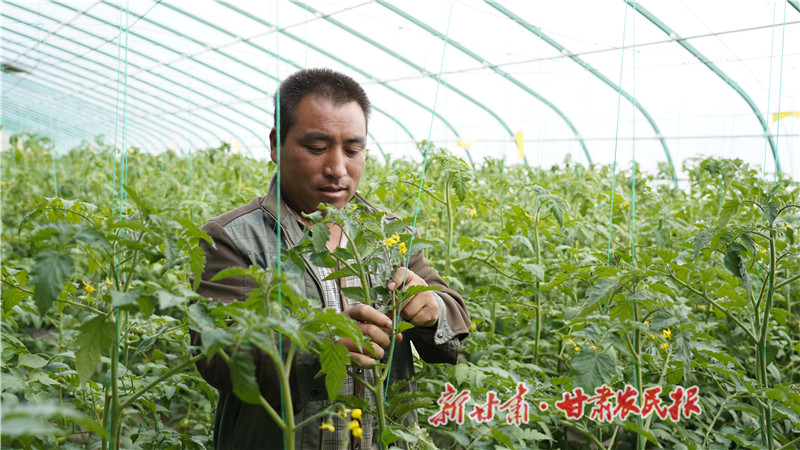 静宁：设施蔬菜丰富群众“菜篮子” 鼓起菜农“钱袋子”
