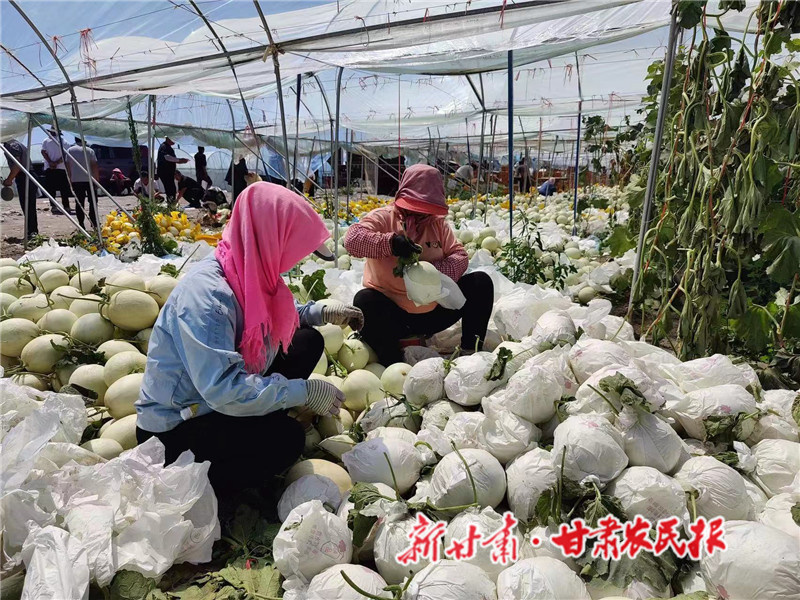 肃州区：沙漠蜜瓜“钱景”喜人